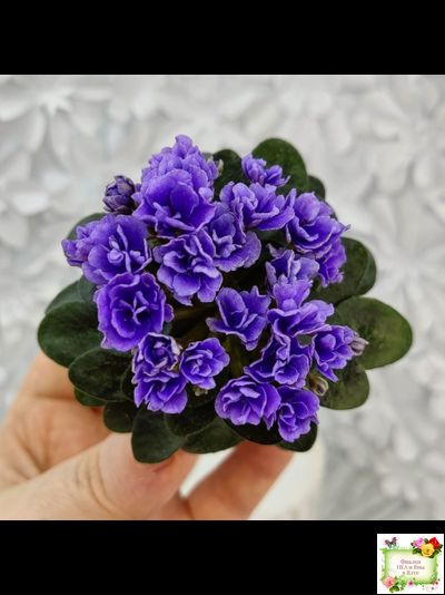 Blue Scoundrel micromini (P.Sorano/LLG) (Блю Ска́ндрел) микроминиатюра