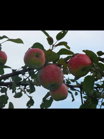 Память Черненко (яблоня)