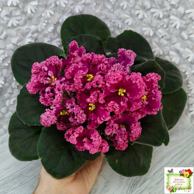 ЛФ-Дарья (Л.Федосеева) 2017 г. (пасынок укоренённый)