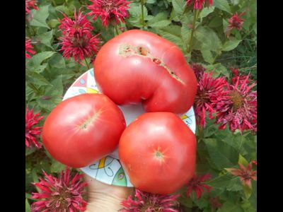 Томат Розовый из Барбастро (Rosa de Barbastro)