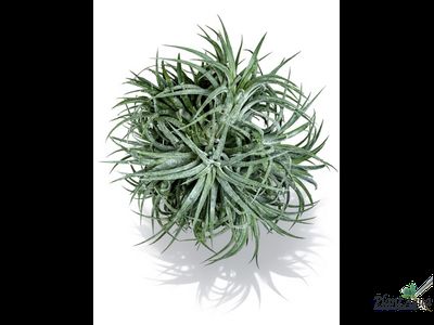 Тилландсия Ionantha bravo clump