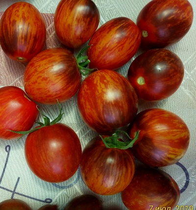 Томат Гаргамель (Gargamel)