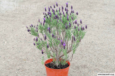 Лаванда Виктори - Victory