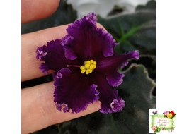 НК-Декамерон (Н.Козак) 2019 г. (лист с деткой посажен 12.07.25)