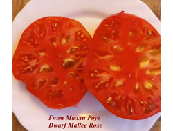 Гном Малли Роуз / Dwarf Mallee Rose