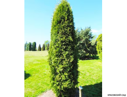 Туя Малониана