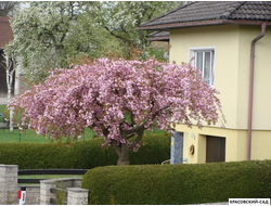 Вишня Кику-Шидаре - Kiku-Shidare