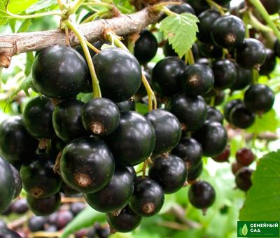 Смородина черная "Геркулес"