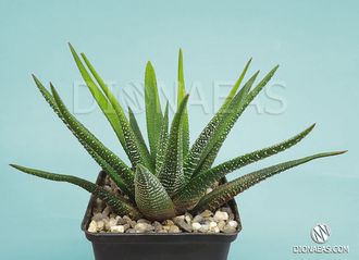 Haworthia attenuata v. radula