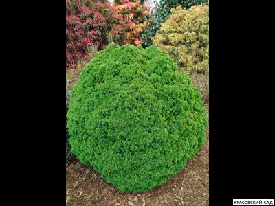 Ель сизая Альберта Глоб