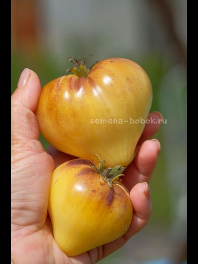 Томат Sgt. Peppers Yellow (Сержант Пеппер Желтый), 10 шт