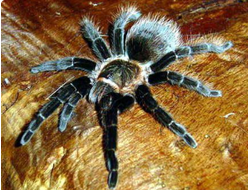 Brachypelma angustum