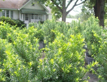 Тис средний Денсиформис (Taxus media Densiformis)