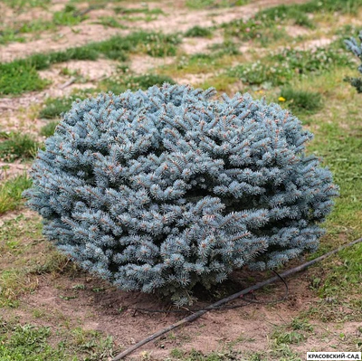 Ниваки - Бонсай садовый Ель Глаука Глобоза - Glauca Globosa