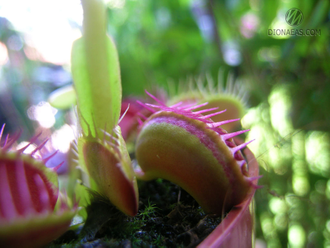 Dionaea muscipula Red Line