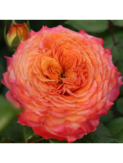 Метеор (Meteor)