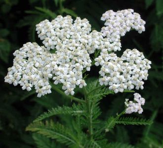 Тысячелистник (Achillea millefolium) 5 г - 100% натуральное эфирное масло