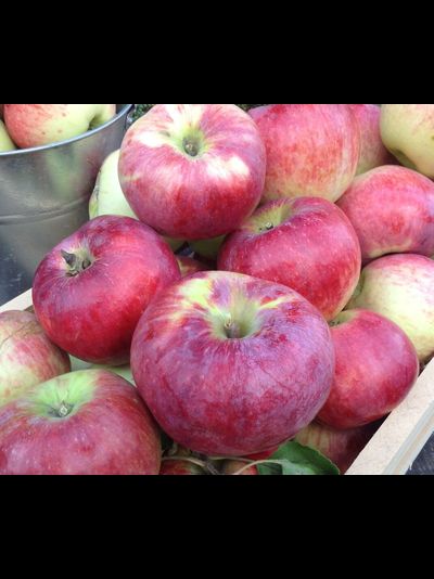 Память Ульянищева(яблоня)