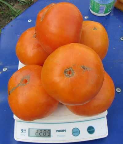 Томат Гавайский ананас (Hawaiian Pineapple)