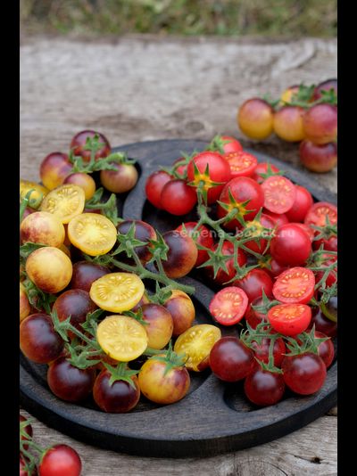 Томат Маленький Красный Корвет (Little Red Corvete), 10 шт