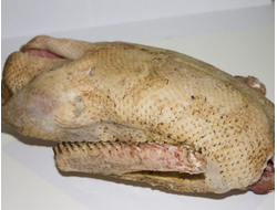 Гусь фермерский купить