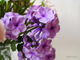 Букет "Phlox".
