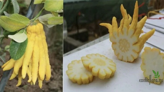 Цитрон «Рука Будды» / Citrus medica ‘ Buddha’s  hand’