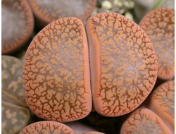 Lithops aucampiae C333 - 10 семян