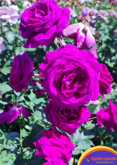 Парфюм де Рев (Parfum de Reve)