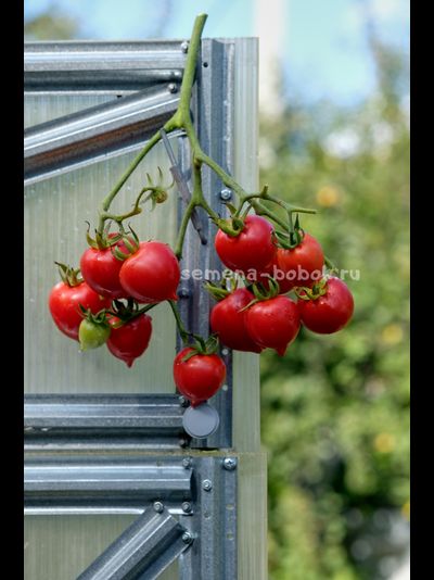 Томат Гибрид Тарасенко, 10 шт