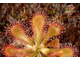 Drosera sp. Auyan Tepui