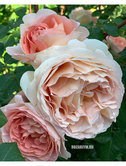 Роза Абрахам Дерби (Abraham Darby)