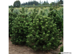 Сосна черная Орегон Грин - Oregon Green