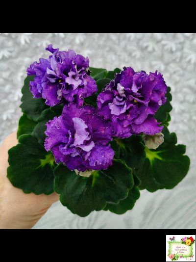 ДВ-Елена Прекрасная (Д. Лягина) 2024 г. (лист укоренённый)