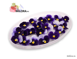 Съедобные цветы - синяя виола milora.ru