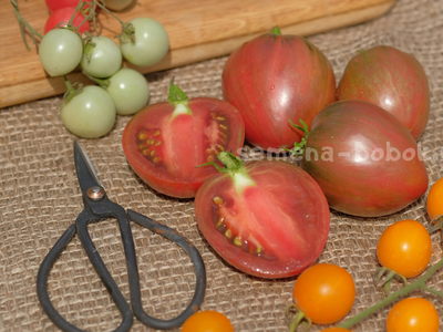 Томат Dwarf Grail (Гном Грааль), 10 шт