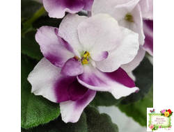 Mac's Southern Springtime (G.McDonald)