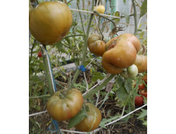 Томат Медная река (Cooper River)