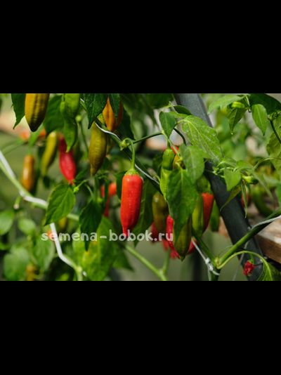 Перец сладкий Baccatum Pepper CAP 455 (Баккатум Кап 455), 10 шт