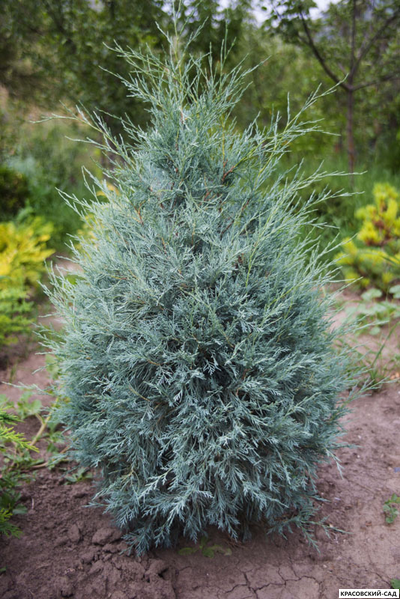 Можжевельник Пэтфиндер - Pathfinder