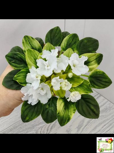 OS-Дыхание Весны (С.Осипова) 2019 г. (клакамас с кроновой пестролистностью)