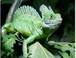 Василиск шлемоносный (Basiliscus plumifrons)