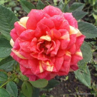 Чили Клементина (Chili Clementine) роза, ЗКС