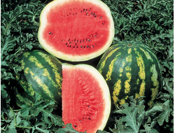 Арбузные семечки (нераф) 50 мл - масло базовое