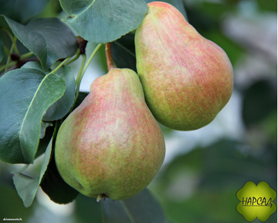 ГРУША "КРАСАВИЦА ЧЕРНЕНКО" (осенняя, УСТОЙЧИВА К БОЛЕЗНЯМ, саженец 3 года)