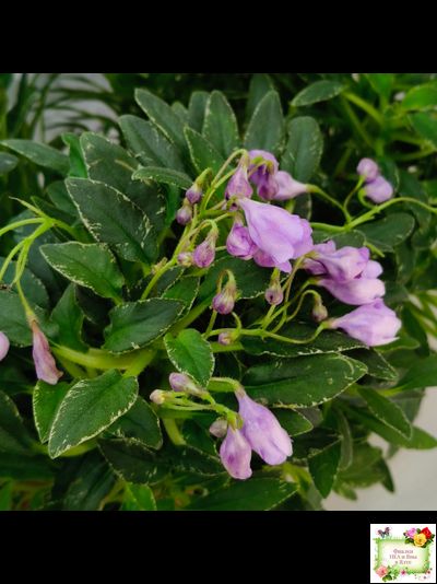 ЛЕ-Шотландский Вереск (Е. Лебецкая) мини трейлер