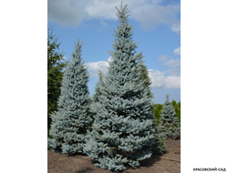 Ель Эдит - Edith