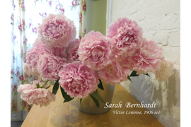 Цветение пионов в 2016 году