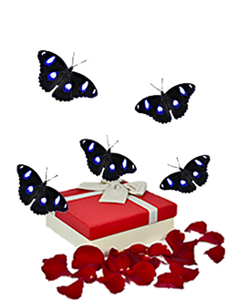 Салют 5 бабочек одного вида