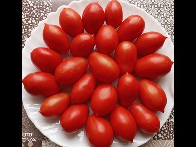 Томат Пир на весь мир